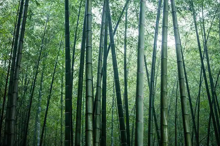 momo的头像-博士钣金 - www.bsbanjin.com